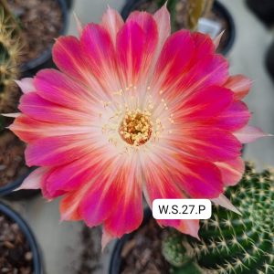 Lobivia Hibridas (ws 27)