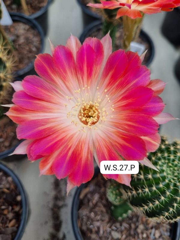 Lobivia Hibridas (ws 27)