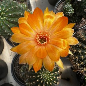 Lobivia Hibridas (WS 154)
