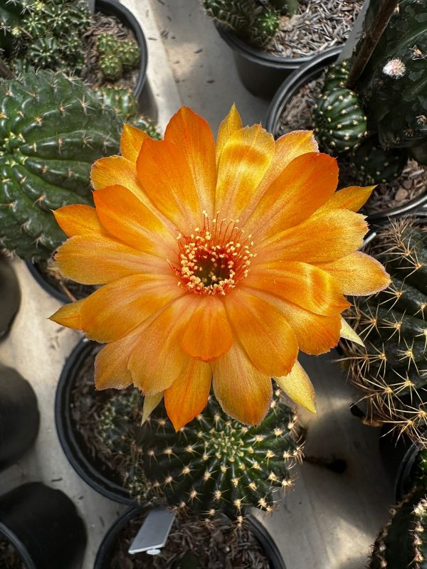 Lobivia Hibridas (WS 154)
