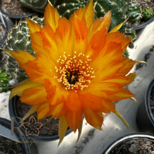 Lobivia Hibridas (WS 171)