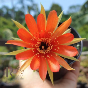 Lobivia Hibridas (F 36)