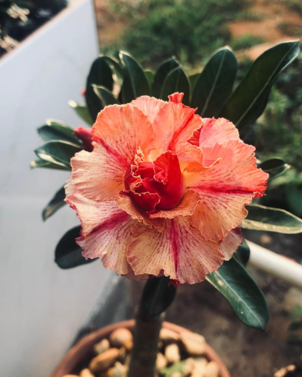 Podadinha - Rosa Do Deserto Huston