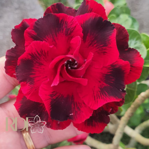 Podadinha - Rosa Do Deserto Lady Di