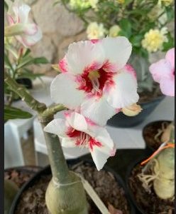 Podadinha - Rosa Do Deserto Lucky White