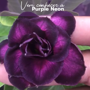 Podadinha - Rosa Do Deserto Purple Neon
