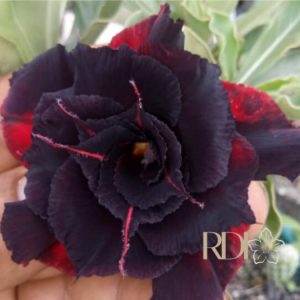 Podadinha - Rosa Do Deserto P180
