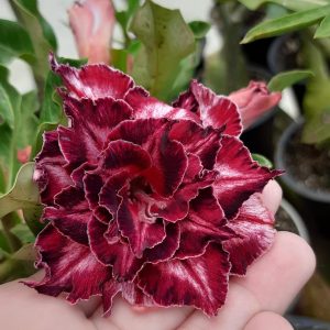 Podadinha - Rosa Do Deserto Rihanna