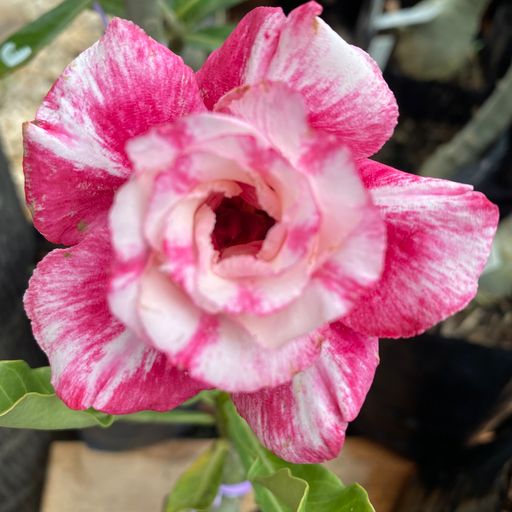 Podadinha - Rosa Do Deserto Salomé