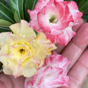 Podadinha - Rosa Do Deserto Tweety