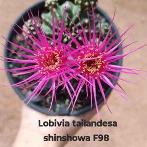 Lobivia Hibridas (F 98)