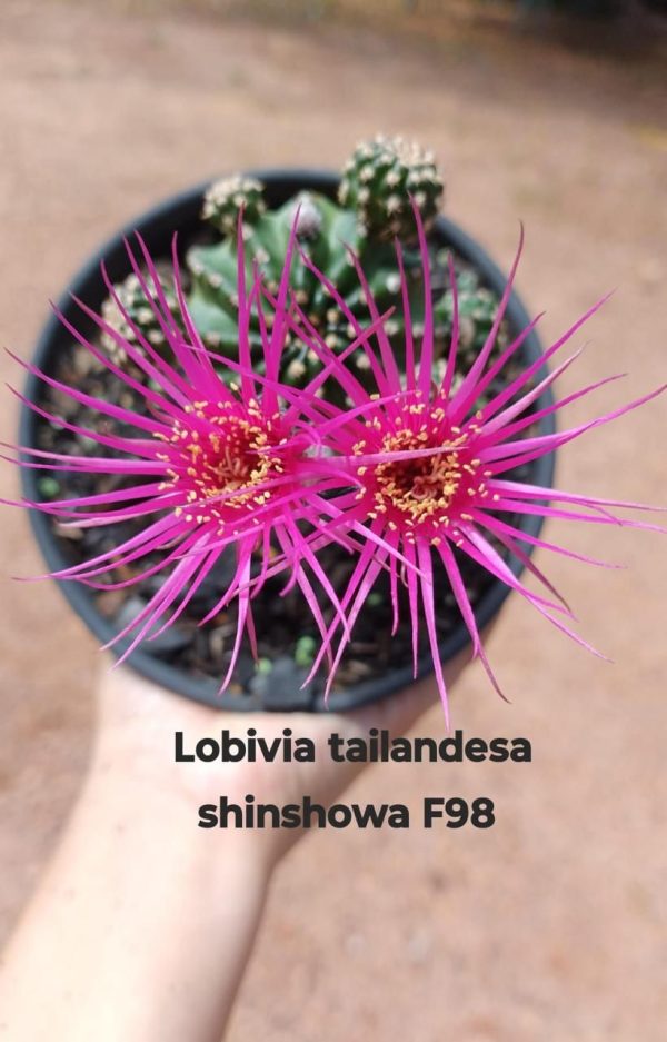 Lobivia Hibridas (F 98)