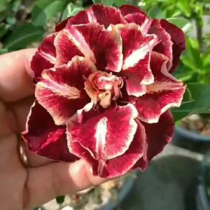 Pré Venda - Rosa Do Deserto Van Helsing