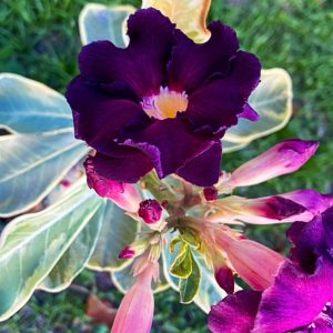 Pré Venda - Rosa Do Deserto Anchieta