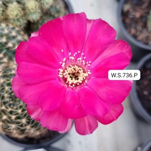 Lobivia Hibridas (WS 736)