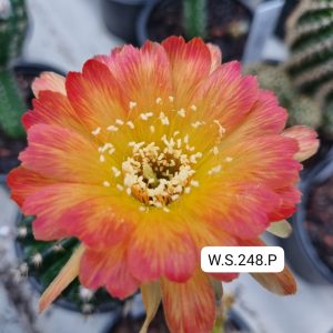 Lobivia Hibridas (WS 248)