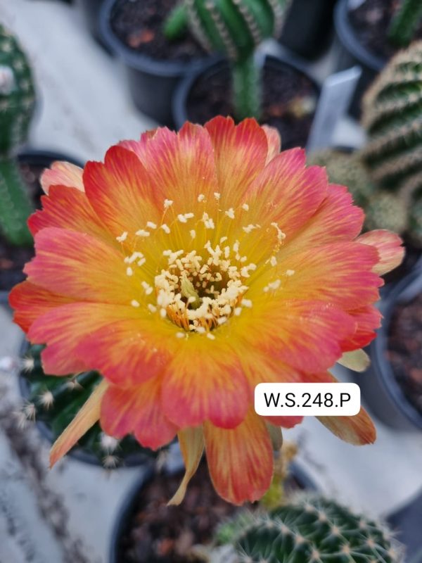 Lobivia Hibridas (WS 248)