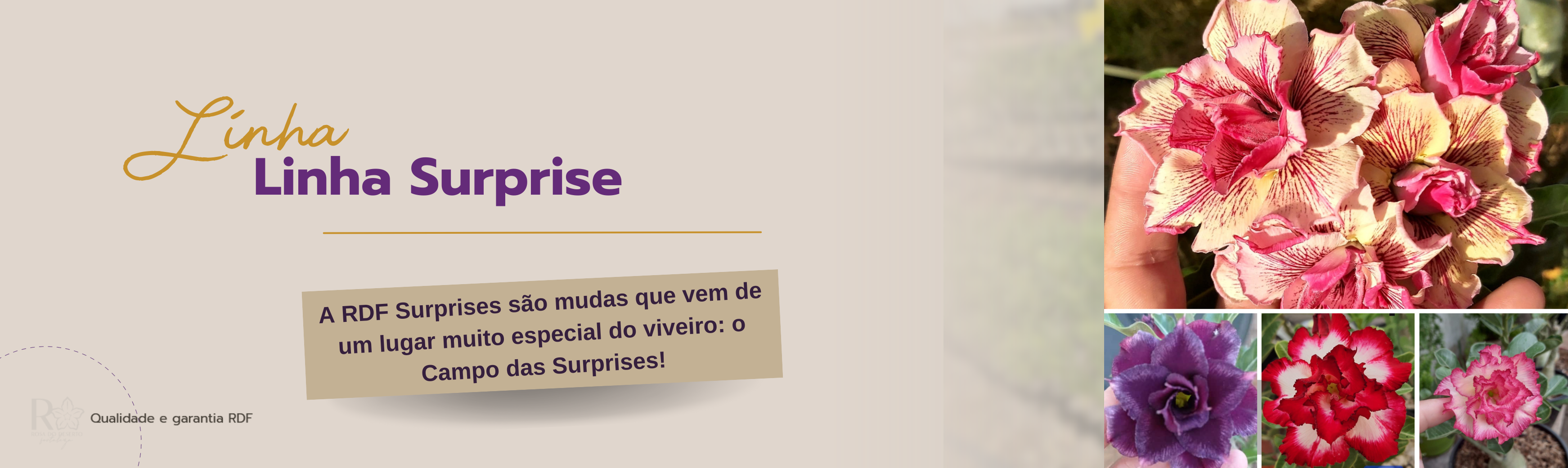 Linha Surprise RDF