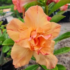 Podadinha - Rosa Do Deserto Sol Nascente