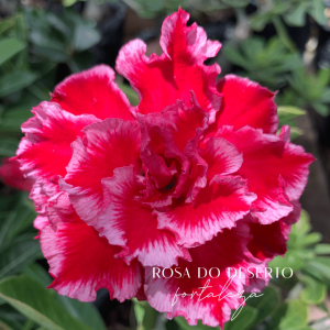 Baby - Rosa do Deserto Santa Claus Tripla