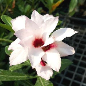 Podadinha - Rosa do Deserto A Thousand Years