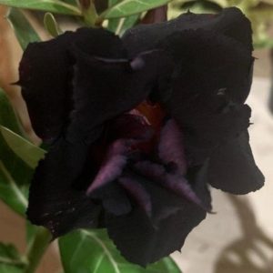 Podadinha - Rosa do Deserto Black