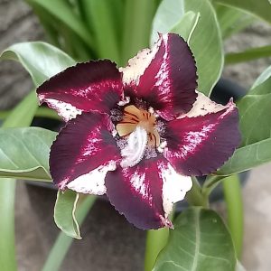 ´Podadinha - Rosa do Deserto Estrela Púrpura