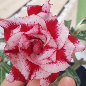 Baby - Rosa do Deserto King