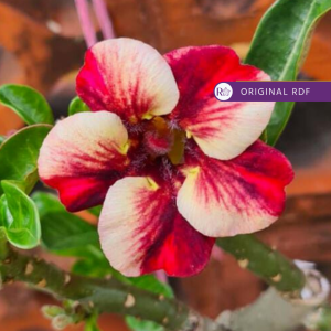 Podadinha - Rosa do Deserto Xique-Xique