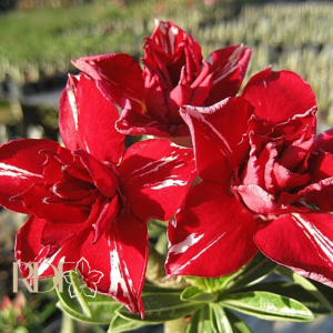 Podadinha - Rosa do Deserto Canadian Flash