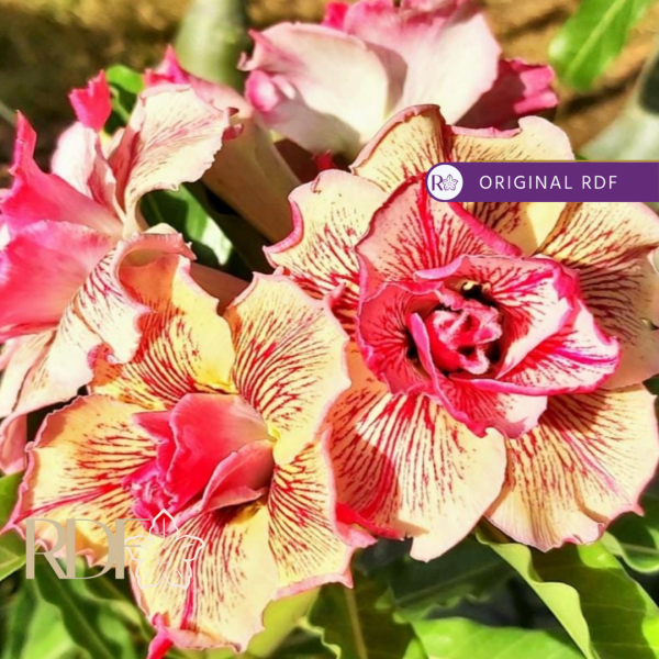 Podadinha - Rosa do Deserto Maria