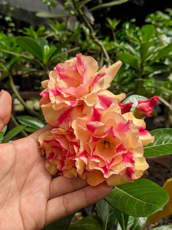 Podadinha - Rosa do Deserto Butterfly Dream (RC39)
