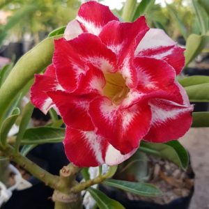 Podadinha - Rosa do Deserto Romantic Feelings RC 525