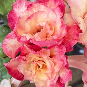 Podadinha - Rosa Do Deserto Peony