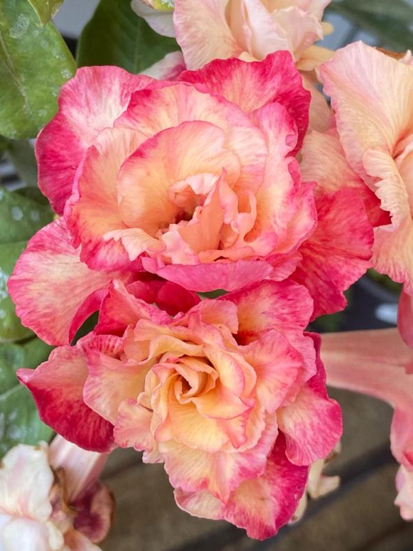 Podadinha - Rosa Do Deserto Peony