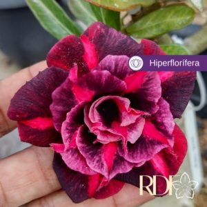 Podadinha - Rosa Do Deserto Mah Biee