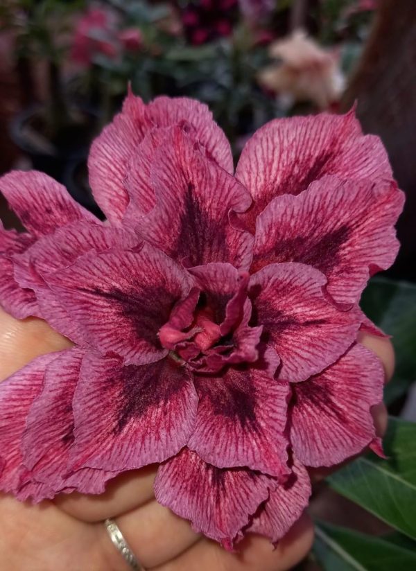 Podadinha - Rosa do Deserto Charmosa - Imagem 2
