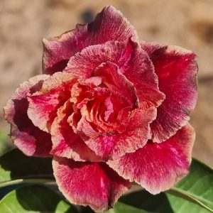 Podadinha - Rosa do Deserto Estação