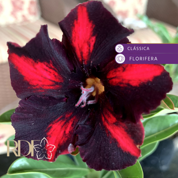 Podadinha - Rosa do Deserto Viuva Negra