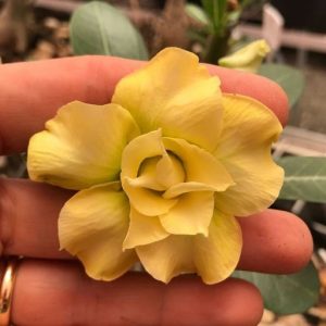 Podadinha - Rosa do Deserto Dourada