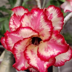 Podadinha - Rosa do Deserto Anny