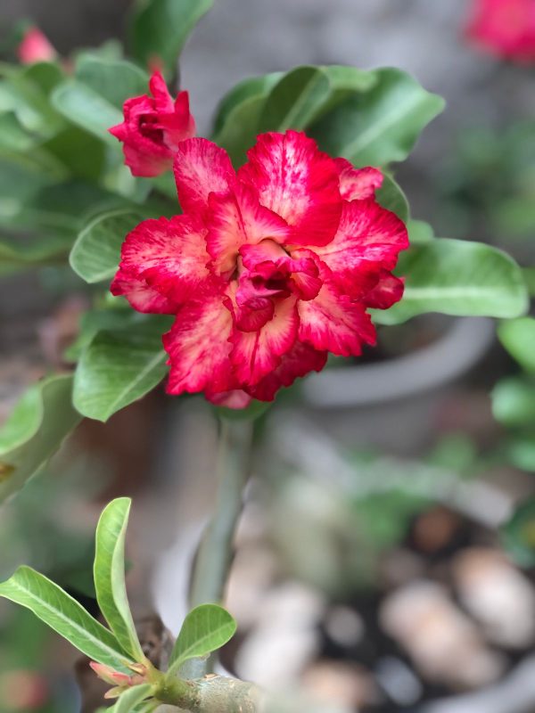 Podadinha - Rosa do Deserto Miss Fortaleza