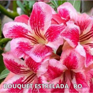 Podadinha - Rosa do Deserto Buque Estrelado