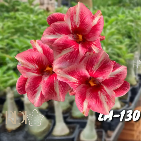 Podadinha - Rosa do Deserto LM130