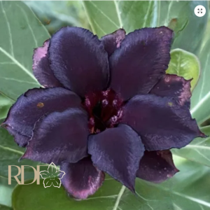Podadinha - Rosa do Deserto Black Coffee(EV10)