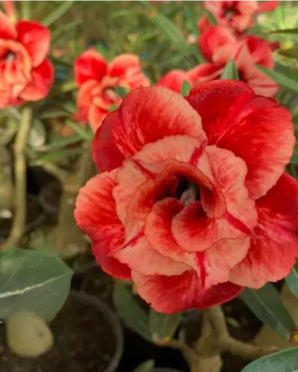 Podadinha - Rosa do Deserto Lm58