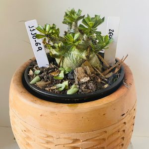 Eu Quero 1110 69 Arabicum Zeus