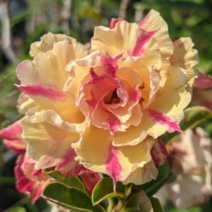 Podadinha - Rosa do Deserto  Arco Íris