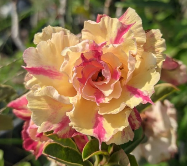 Podadinha - Rosa do Deserto Arco Íris