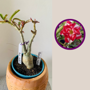 2810 69 Rosa Do Deserto Romantic Feelings